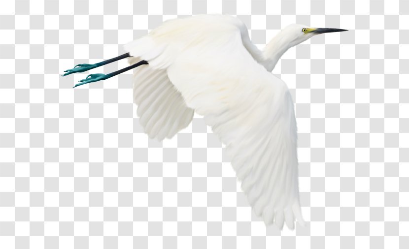 Bird Flight Egret Photography - White Crane Transparent PNG