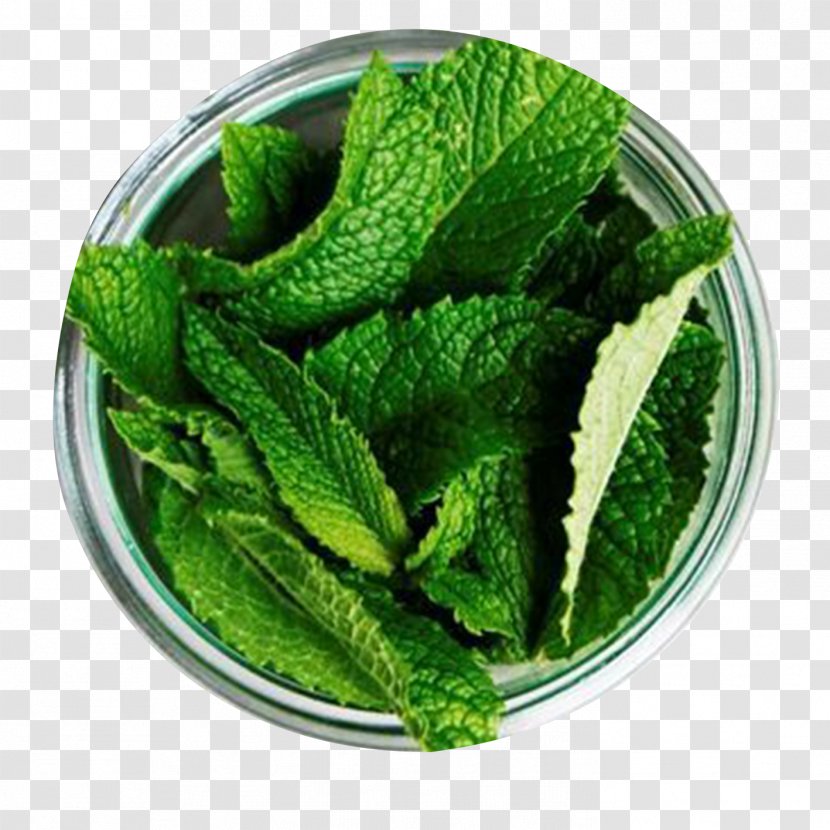 Chutney Tea Peppermint Mentha Spicata Herb - Recipe - Mint Leaf Transparent PNG