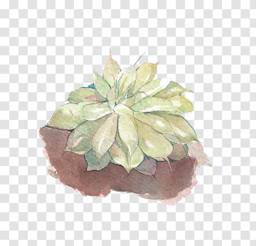 Drawing - Plant - Fleshy Baby Transparent PNG