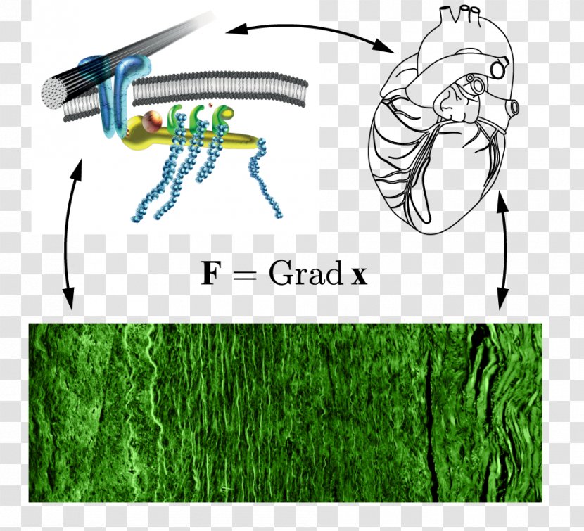 Institute Of Biomechanics, Graz University Technology Glasgow Summer School - Tree Transparent PNG