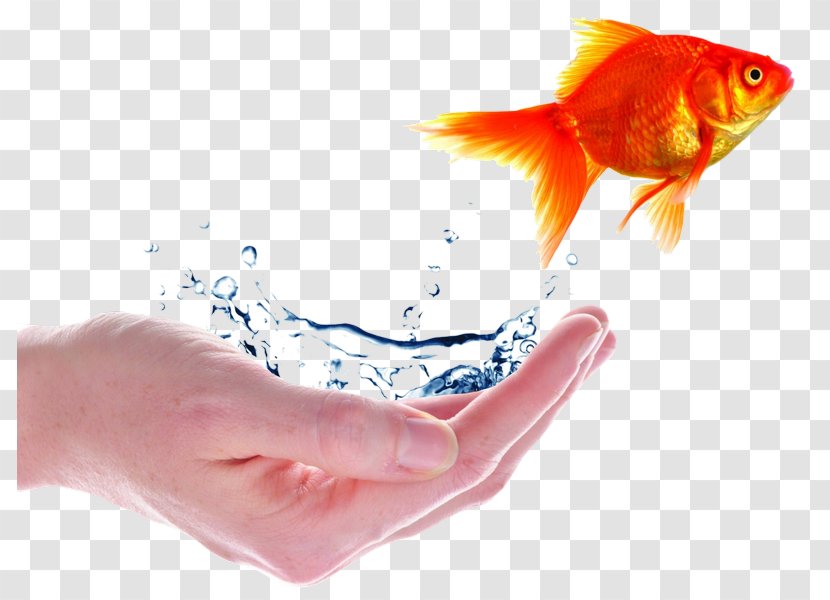 Desktop Wallpaper Goldfish Apple - Mobile Phones - Fish Transparent PNG