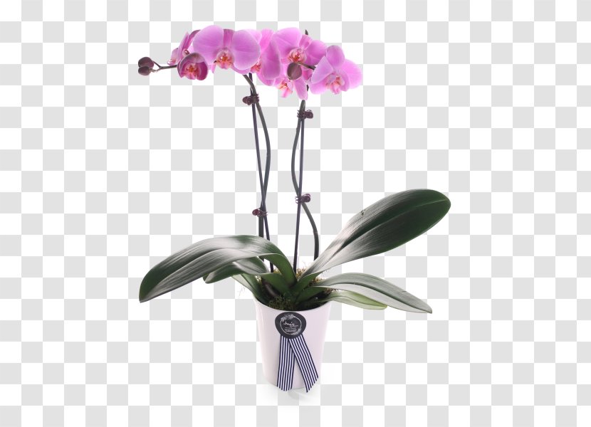 Moth Orchids Cattleya Plant Stem Cut Flowers - Petal Transparent PNG