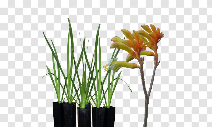 Tall Kangaroo Paw Garden Landscaping - Violet Transparent PNG