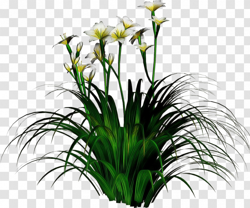 Flower Plant Grass Houseplant Grass Family Transparent PNG