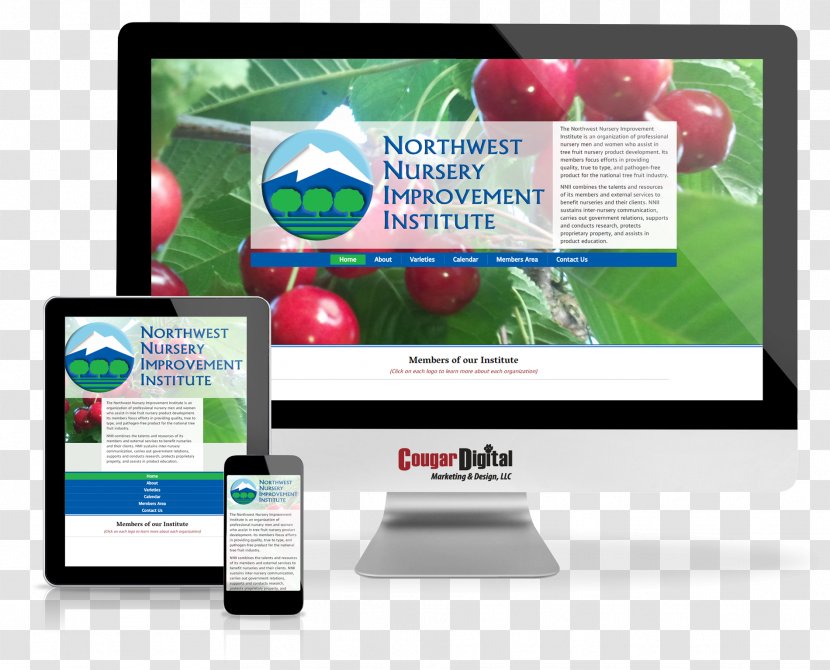 Digital Marketing Graphic Design Web Development - Media Transparent PNG