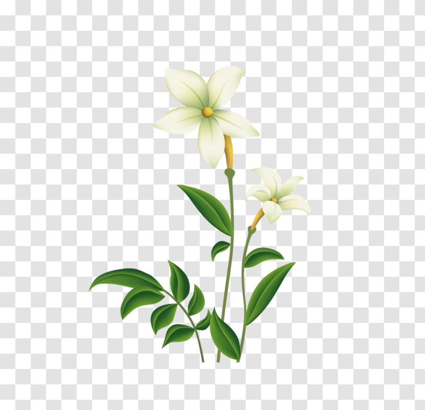 Lilium Flower - Stargazer - Lily Transparent PNG