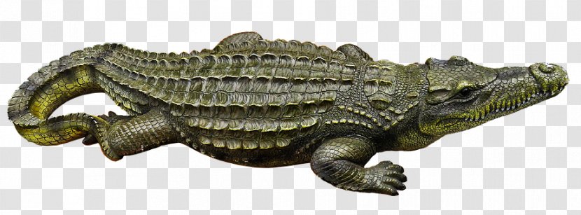 Nile Crocodile Alligator Ophidiophobia - Crocodrile Transparent PNG