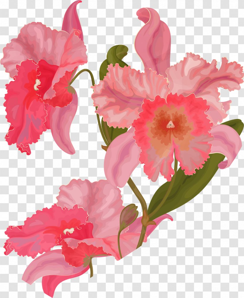 Azalea Mallows Cattleya Orchids Cut Flowers Pink M - Flowering Plant - 背景图 Transparent PNG