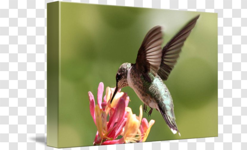 Ruby-throated Hummingbird Honeysuckle Nectar - Fauna Transparent PNG