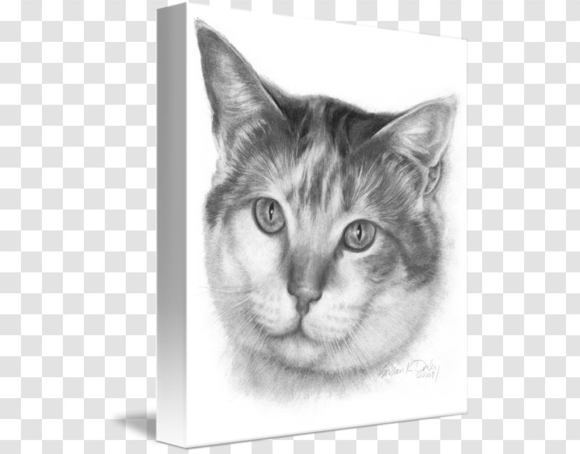 Whiskers Kitten Domestic Short-haired Cat Tabby - Snout Transparent PNG