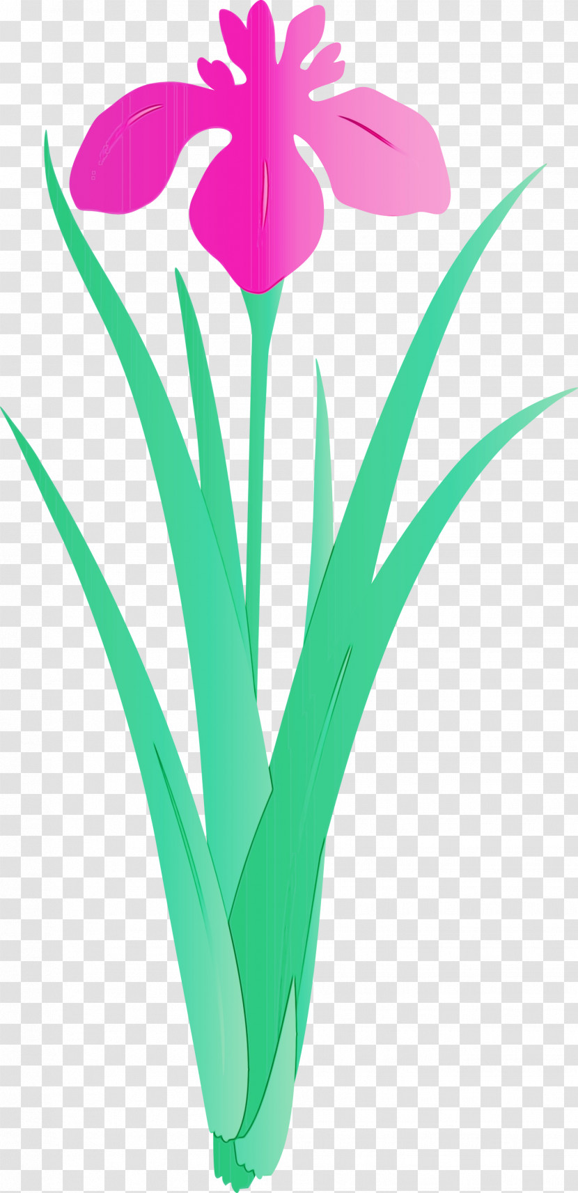 Flower Plant Tulip Grass Petal Transparent PNG