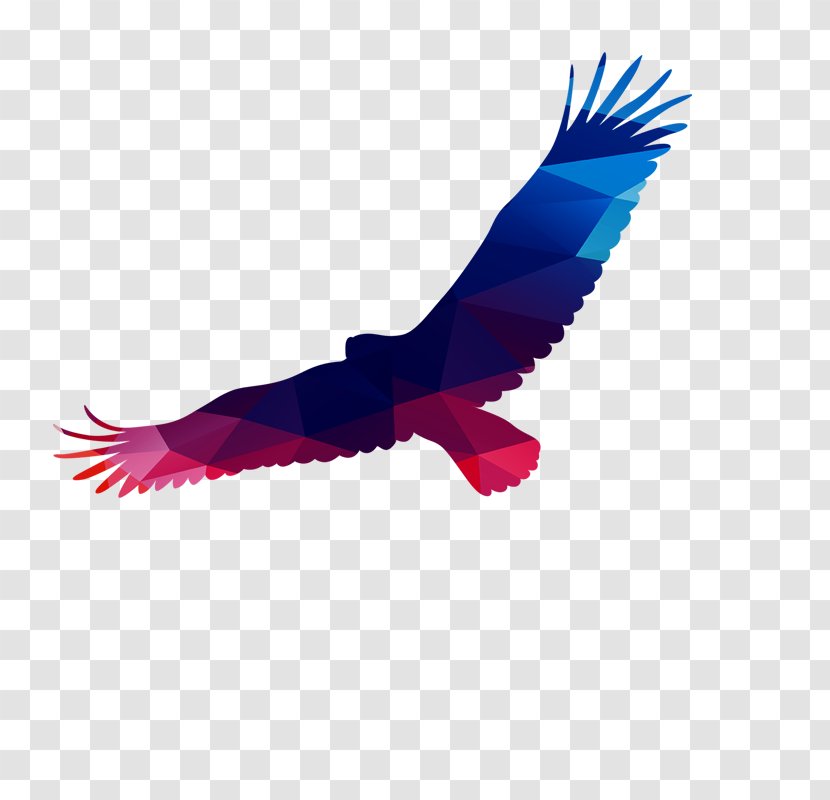 Bald Eagle Atlxe9tico Clube Juventus Flight - Beak - Fly Transparent PNG