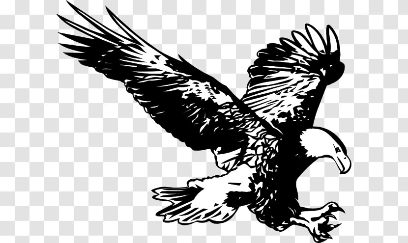 Bald Eagle Drawing Line Art Clip - Philippine Transparent PNG