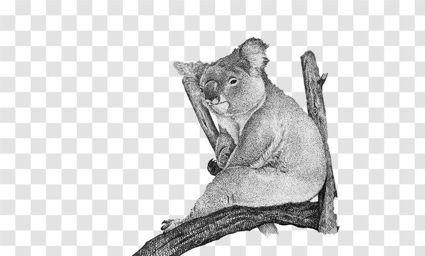 Cougar Cat Whiskers Koala Fur - Drawing - Daze Pen Material Picture Transparent PNG