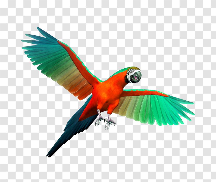 Parrot Birdcage Cockatiel Budgerigar - Companion - Colored Transparent PNG