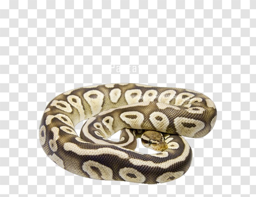 Boa Constrictor Reptile Bee Butter Cake - Exotic Snakes Transparent PNG