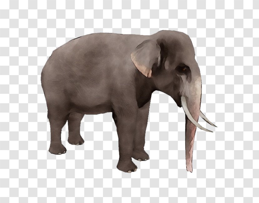 African Bush Elephant Clip Art Image - Borneo Transparent PNG