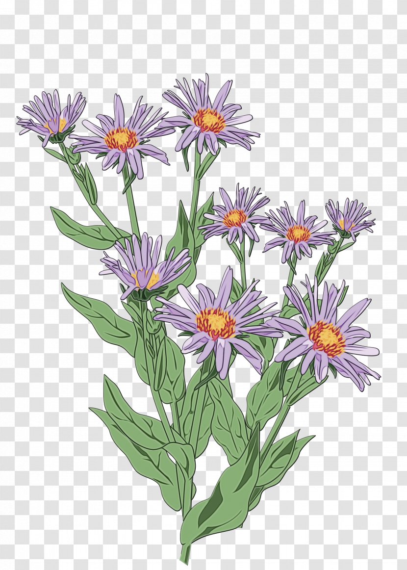 Watercolor Flower Background - Smooth Aster - Perennial Plant Petal Transparent PNG