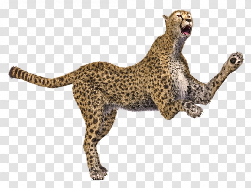 Cheetah Leopard Cat Animal 3D Computer Graphics - Fauna Transparent PNG