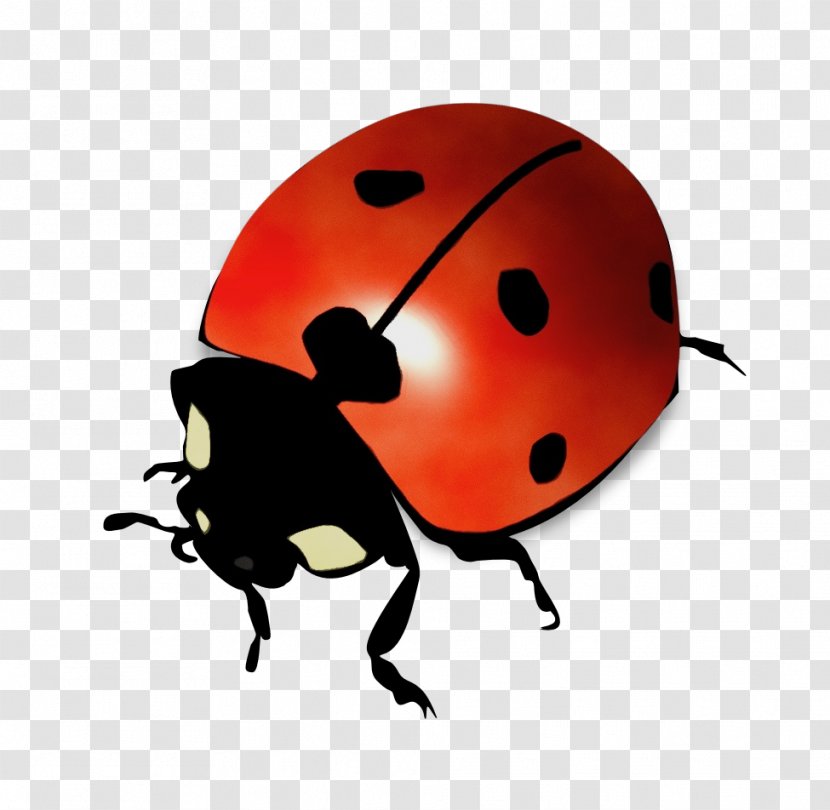Ladybug - Insect - Leaf Beetle Transparent PNG