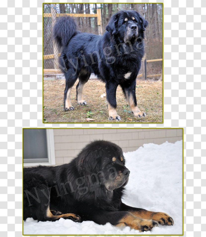 newfoundland mastiff dog