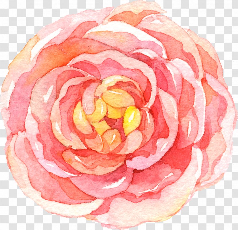 Pink Flower Cartoon - Petal - Theaceae Rose Order Transparent PNG