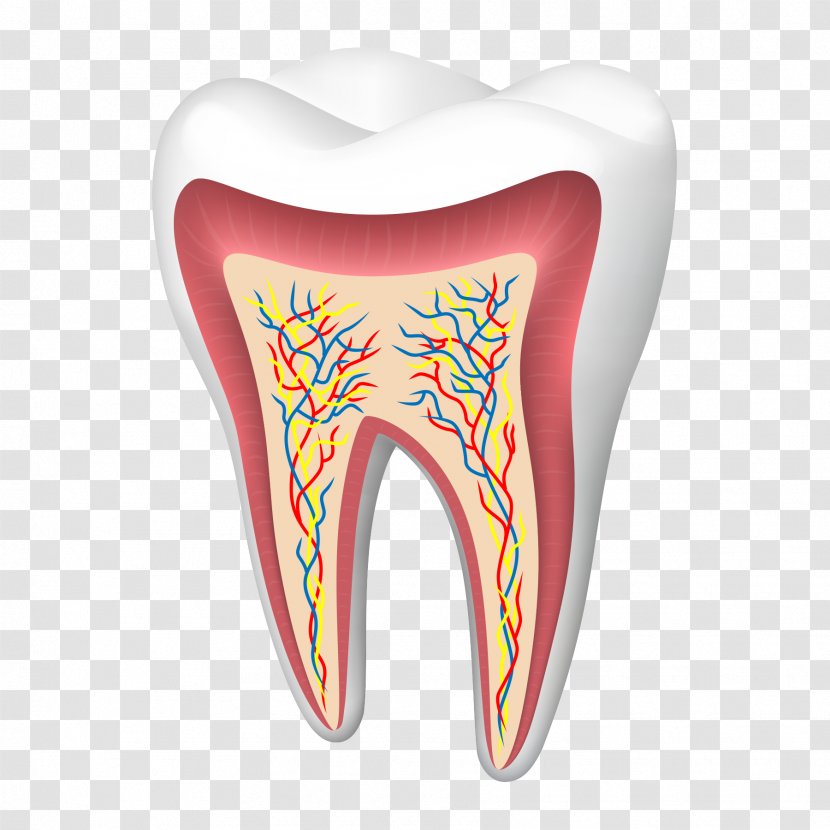 Human Tooth Cracked Syndrome - Watercolor - Healthy Teeth Sectional View Transparent PNG