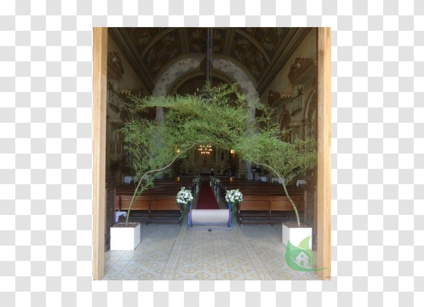 Property Tree Hacienda Courtyard By Marriott Houseplant - Shrine Transparent PNG