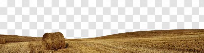 Wood Stain Varnish Angle - Wheat Field Transparent PNG