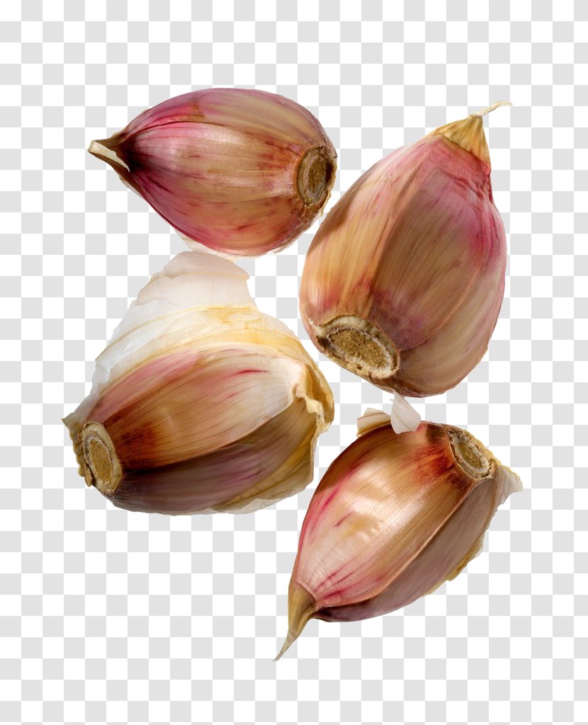 Shallot Elephant Garlic Red Onion Clove - Genus Transparent PNG