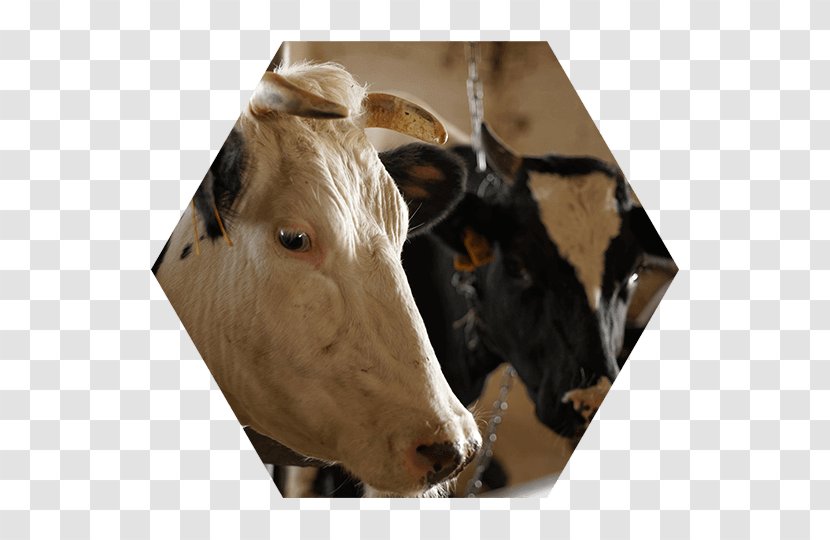 Cattle Lawyer Domina Law Group Pc Llo Property - Livestock Transparent PNG