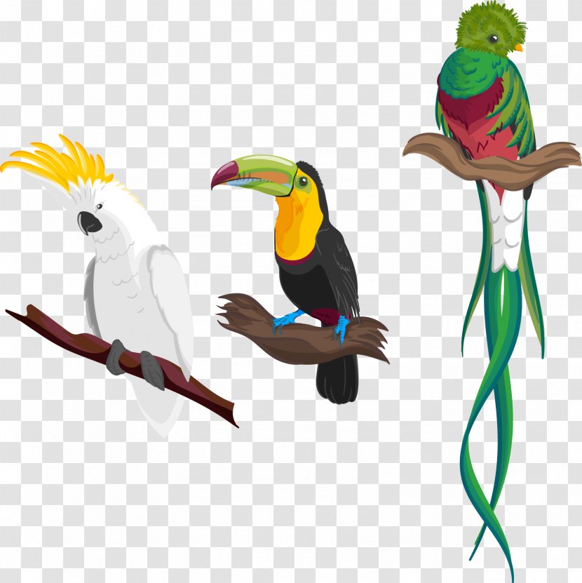 Hummingbird Flight Amazon Parrot Euclidean Vector - Animation Transparent PNG
