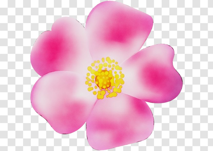 Petal Pink Flower Plant Flowering - Magenta - Blossom Perennial Transparent PNG