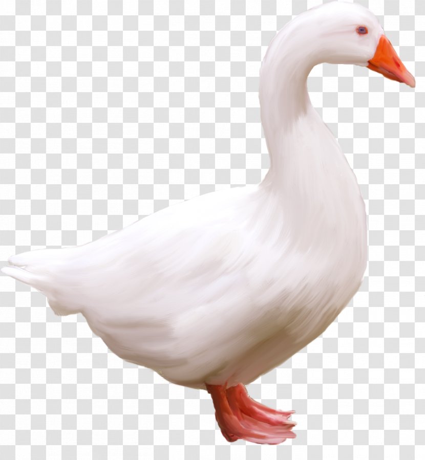 Goose Anser Bird Duck - Cartoon Transparent PNG