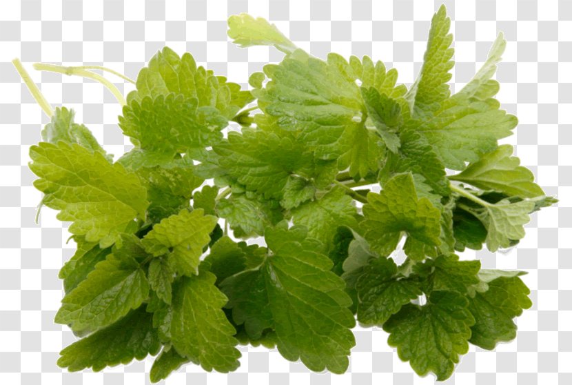 Peppermint Oil Lemon Balm Organic Food Aroma - Taste Transparent PNG