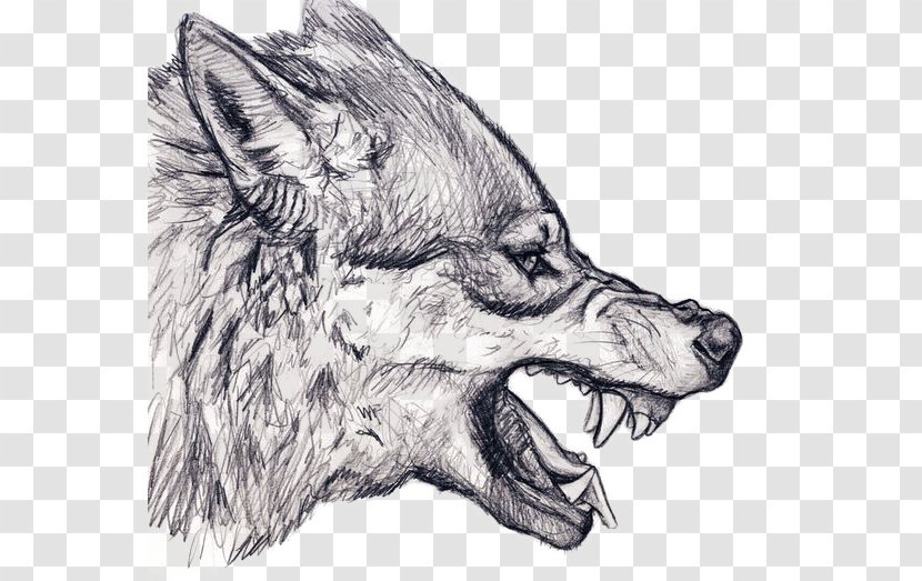 Gray Wolf Drawing Snarl Art Sketch - Wildlife Transparent PNG