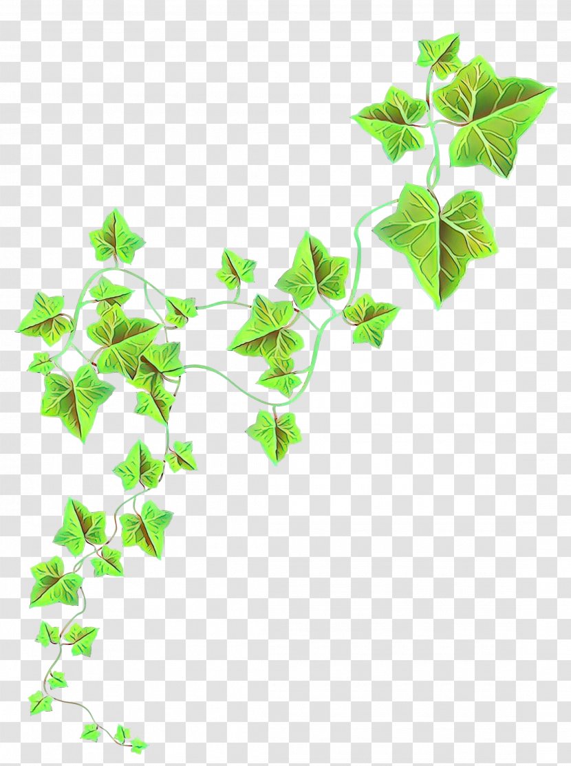 Twig Plant Stem Leaf Plants - Green - Vine Transparent PNG