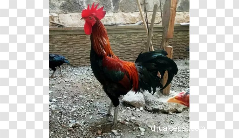 Rooster Ayam Pelung Chicken Nganjuk Regency Animal - Potong Transparent PNG