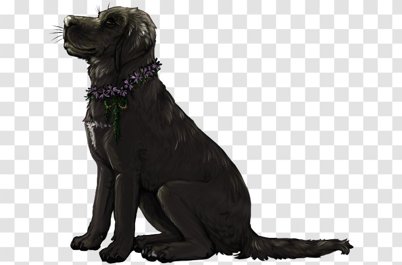 Labrador Retriever Flat-Coated Dog Breed Companion - Flat Coated - I Want You To Know Transparent PNG