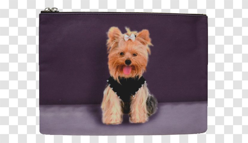 Yorkshire Terrier Cairn Norwich Morkie Puppy - Companion Dog Transparent PNG