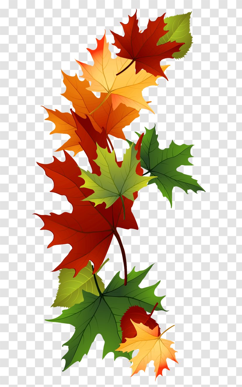 Maple Leaf - Flowering Plant Transparent PNG