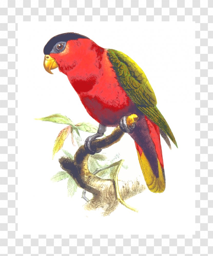 True Parrot Bird Transparent PNG