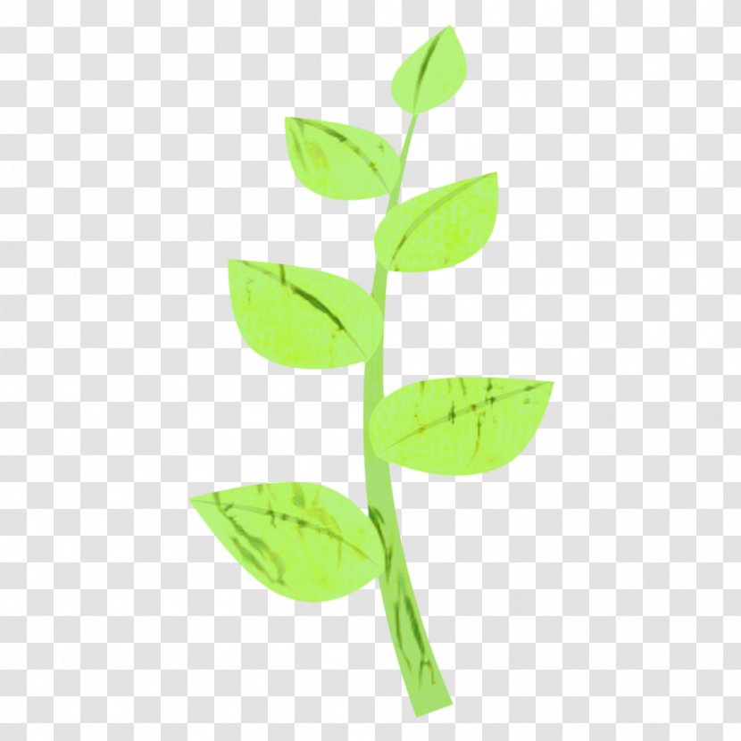 Green Leaf Background - Plant - Eucalyptus Hypericum Transparent PNG