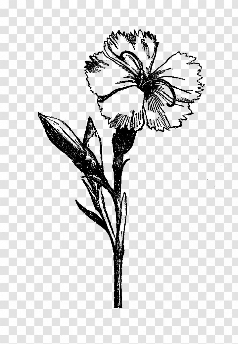 Flower Drawing Visual Arts Black And White - Art - Botanical Flowers Transparent PNG
