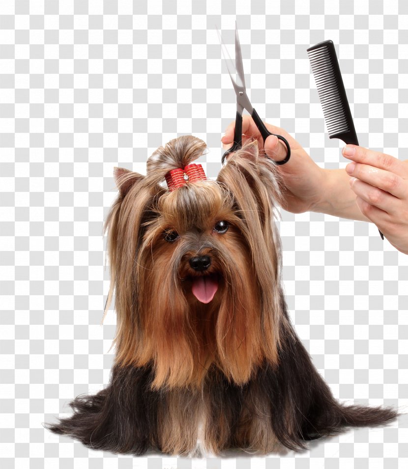 Dog Grooming Cat Pet Coat - Tail - Beauty ​​comb Scissors Transparent PNG