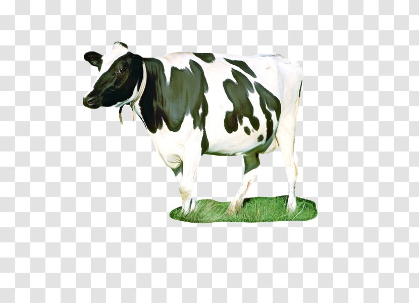 Cow Background - Activity - Statue Cowgoat Family Transparent PNG