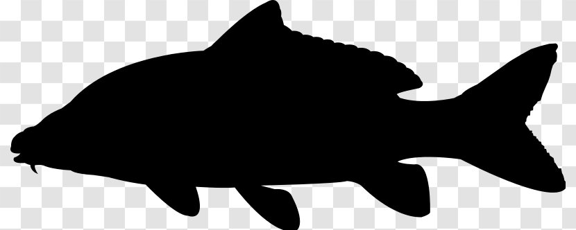 Whiskers Common Carp Silhouette - Black Transparent PNG