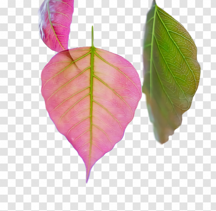 Leaf Pink M Petal Biology Plants Transparent PNG