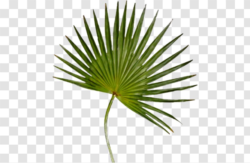 Arecaceae Palm-leaf Manuscript Ligustrum Ovalifolium Plant - Leaf Transparent PNG