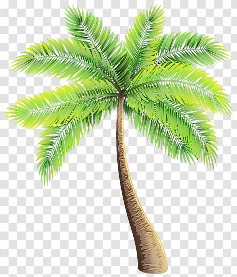 Coconut Transparent PNG